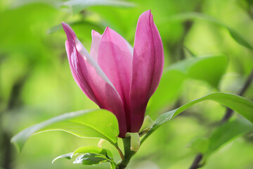 Pink magnolia flower on a tree in the garden