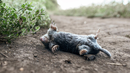 A dead mole covered with frost lies on a country road
