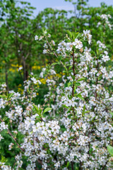 large white flowers of a garden apple