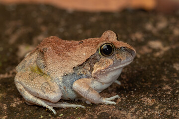 Ornate Burrowing Frog (Platyplectrum ornatum). Ravenshoe, Queensland, Australia