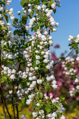 large white flowers of a garden apple