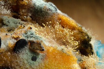 Obraz premium Mold macro or close-up. Moldy fungus on banana Cake. Fluffy spores mold as a background or texture. Mold fungus. A wood table background with copy space.