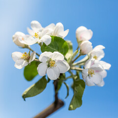 Fototapeta na wymiar large white flowers of a garden apple
