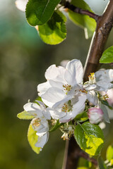 large white flowers of a garden apple