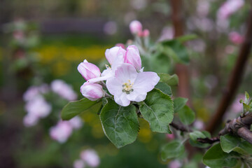 large white flowers of a garden apple