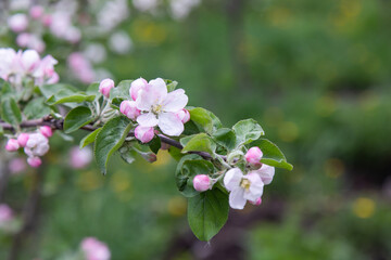 Obraz premium large white flowers of a garden apple