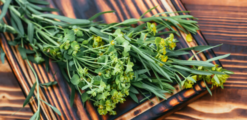 Medicinal plant Euphorbia esula, commonly known as green spurge or leafy spurge of milkweed in...