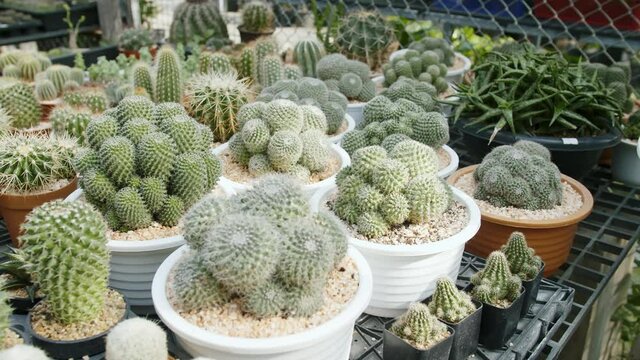 Echinocactus, Cleistocactus,cactus plants inside a pot outside, tracking shot