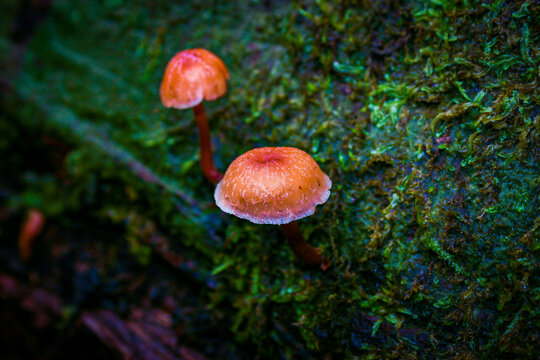 Tiny Orange mushroom growing from a wet mossy bed on an old tree branch