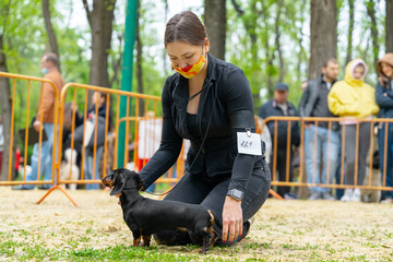 Female handler wearing protective medical mask on her face, puts obedient dachshund puppy in the...