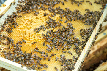 Bees on the honeycomb, background. Honey cell with bees. Apiculture. Apiary. beehive with honey...