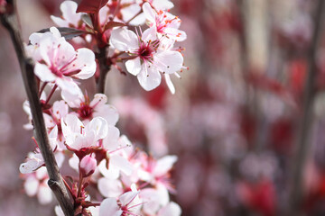Purple Leaf Plum blossoms blooming in spring