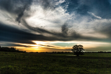 Fototapeta na wymiar Tree in a field sunset