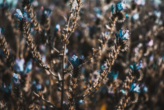 Little Blue Flowers