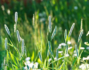 Real photograph of timothy grass, aka Phleum pratense L. hay, that is a very common weed, growing on a sunny meadow photo