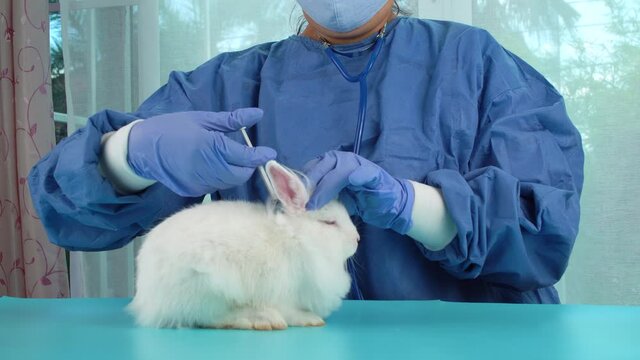 Veterinarian and check up health care animal concept. Veterinary woman wear uniform and gloves with stethoscope immunization for white rabbit bunny on table in the clinic.