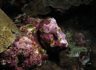 Fototapeta na wymiar A Devil Scorpionfish camouflaged on corals Pescador Island Philippines 