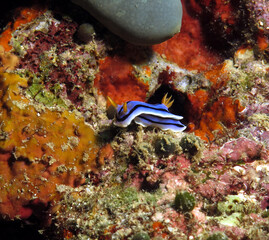 A Chromodoris Lochi nudibranch crawling on rocks Boracay Philippines