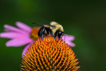 Bumble bee feeding on nectar from purple coneflower wildflower. Concept of insect and wildlife conservation, habitat preservation, and backyard flower garden