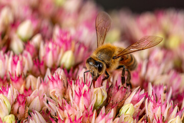 Closeup of Honey bee on Sedum flower. Concept of insect and wildlife conservation, habitat preservation, and backyard flower garden