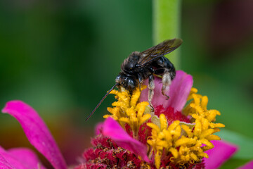 Closeup of longhorn bee on wildflower. Concept of insect and wildlife conservation, habitat...