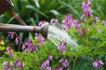 Watering can pouring water on blooming Pacific bleeding heart flowers in the garden