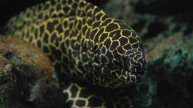 Closeup head of moray eel on coral reef. Honeycomb moray (Gymnothorax favagineus) in underwater.
