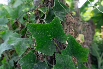 Fototapeta na wymiar leaf on a tree