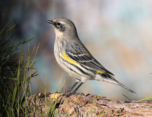 Yellow-rumped Warbler