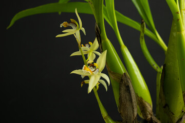Coelogyne lentiginosa Orchid. White orchid close up flower.