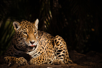 Jaguar (Panthera Onca) full portrait on blurred dark background. Selective Focus.