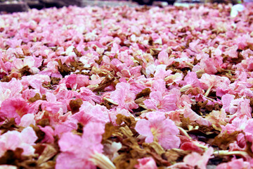 Sakura flowers laying on the ground 