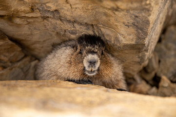marmot in a cave