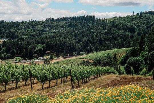 Oregon Wine Country