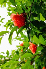 red rose in the garden