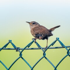 Eurasian Wren, Troglodytes troglodytes on the fence 