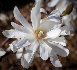 Fototapeta na wymiar white flower
