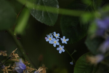forget me not