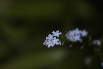 forget me not