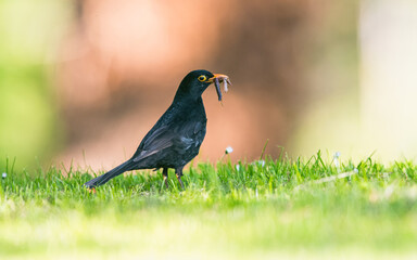 Caring father. Male of Blackbird with worms in its beak. His Latin name is Turdus merula.
