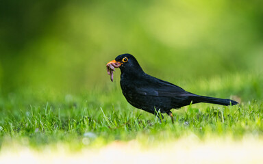 Caring father. Male of Blackbird with worms in its beak. His Latin name is Turdus merula.