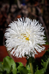 white chrysanthemum flower