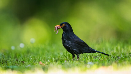 Caring father. Male of Blackbird with worms in its beak. His Latin name is Turdus merula.
