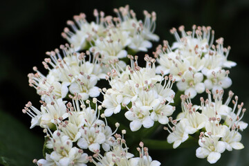 Macro of flowers on a Arrowwood viburnum shrub