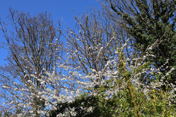 branches against sky