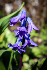 blue iris flower