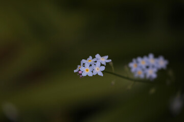 forget me not