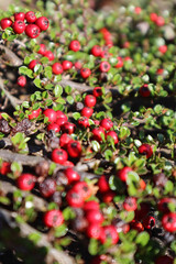 red berries in the garden