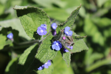 butterfly on flower