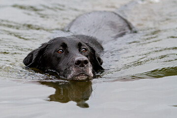 Swimming older black labrador retriever